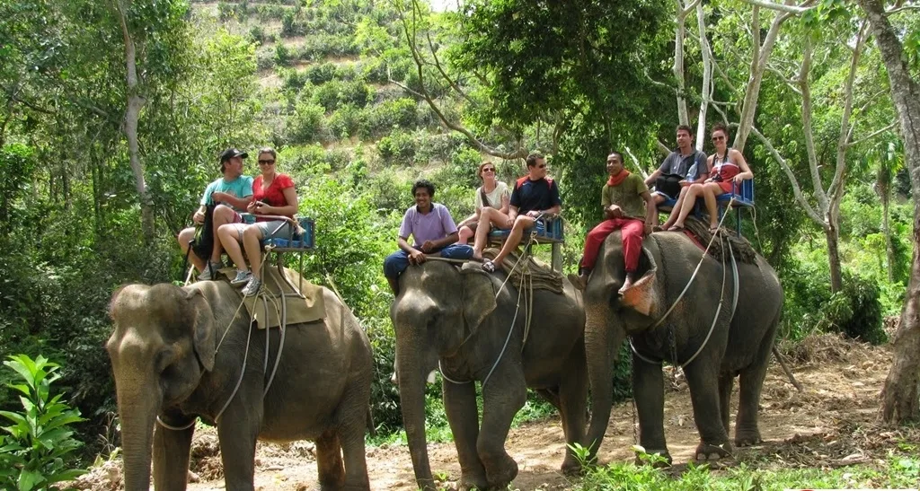 Phuket Fil Safari Yapabileceğiniz Yerler